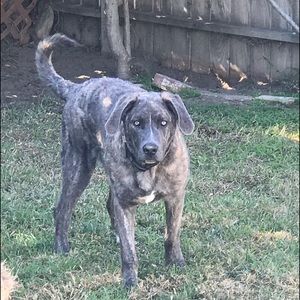 Meet your Posher, Damon